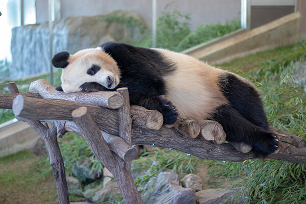 神戸市立王子動物園