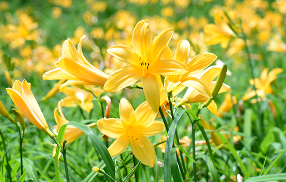 Rokko Alpine Botanical Garden